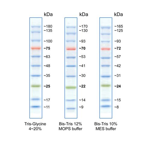 precision protein ladder|Protein marker